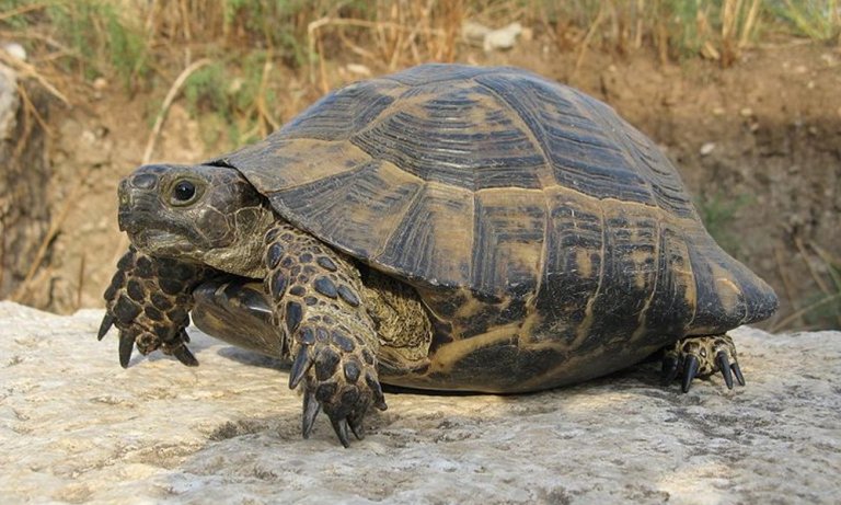 50kg Tortoise Meat Seized in Punjab! - Brandsynario