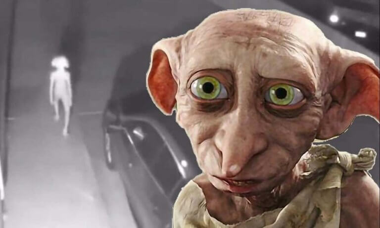 Dobby The Elf From Harry Potter Spotted In Viral Video Brandsynario 