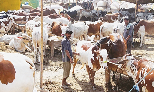 cattle market