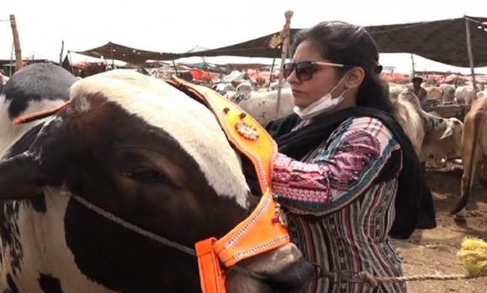 cattle market