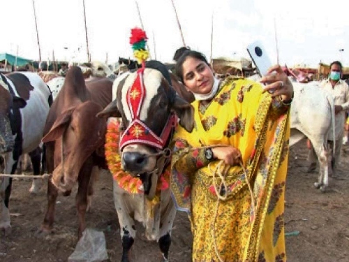 cattle market ayesha