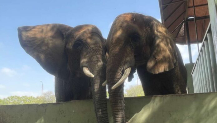 Elephant Madhubala Reunites With Her Family After 15 Years