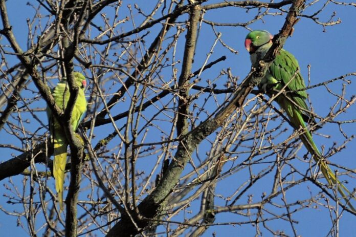 Alexandrine Parrot