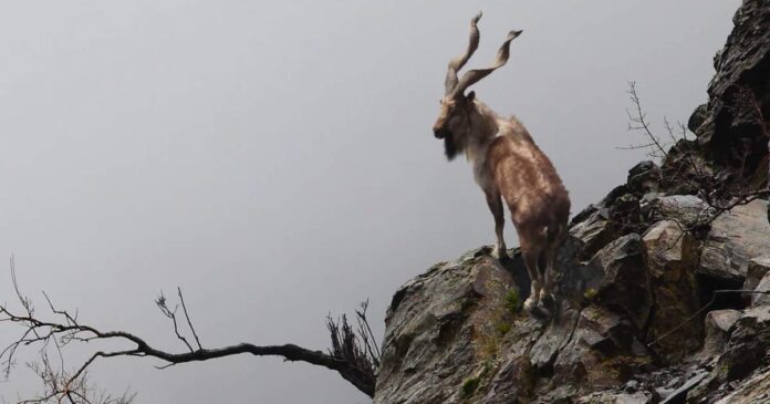 Markhor, a species of wild goat found in Pakistan.