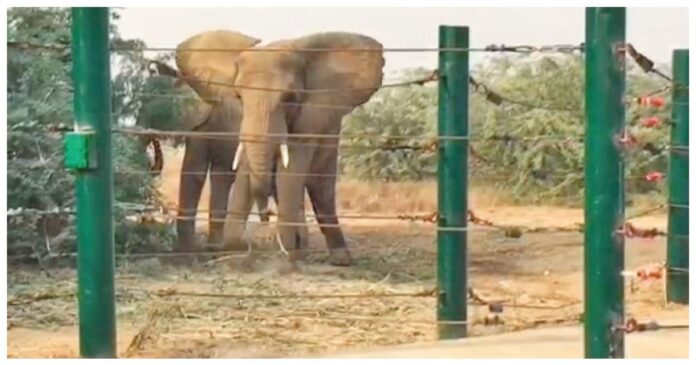 Safari Park elephant Sonia dies