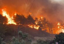 Murree's Forests Devastated by Unrelenting Wildfires