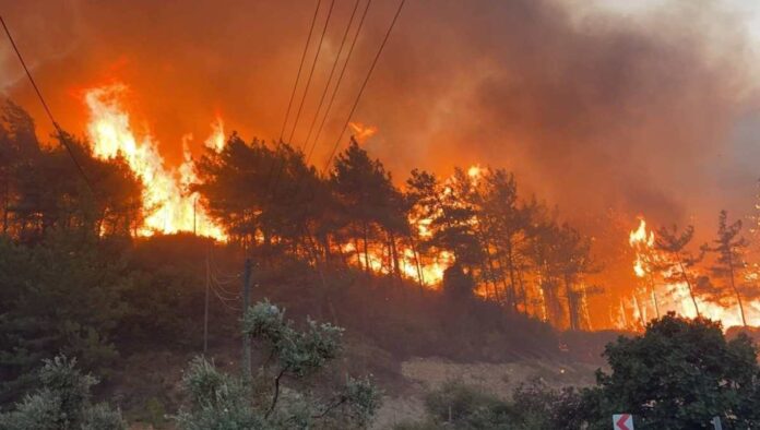 Murree's Forests Devastated by Unrelenting Wildfires