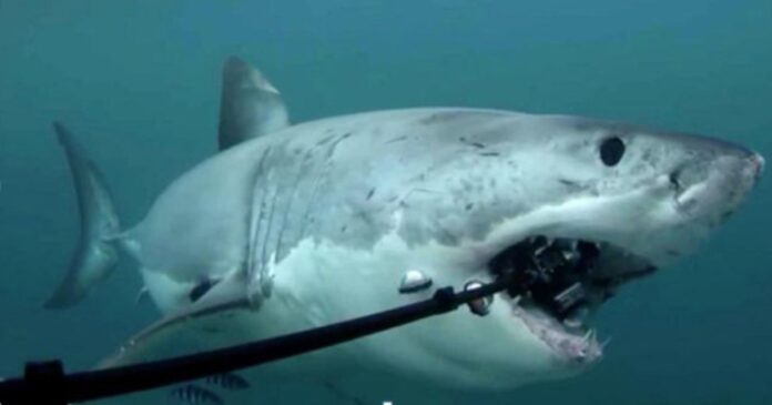 Sharks Can't Eat Submarine Cables: PTA Chairman