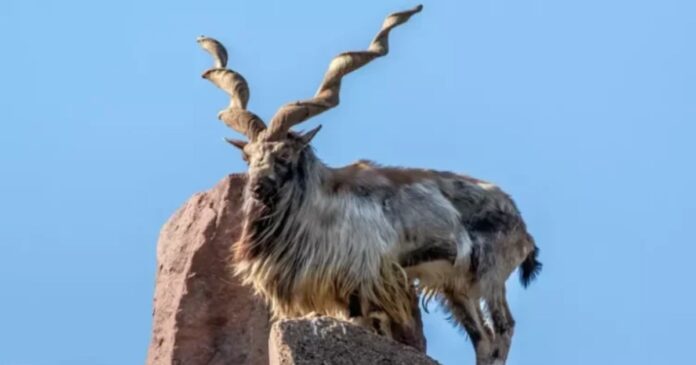 Three Hunters Arrested for Killing Markhor in Pishin