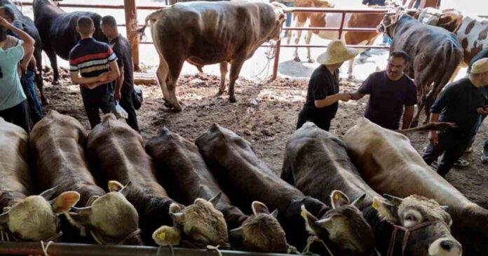 Livestock Import Ban Imposed by China Amid Health Risks