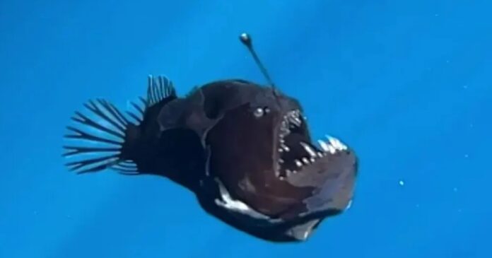 First-Ever Daylight Sighting of ‘Black Demon’ Fish?