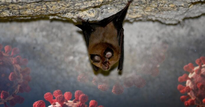 Newly Discovered Bat Virus Uses Same Entry Path as COVID-19