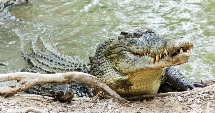 Pakistan Begins Crocodile Farming for Leather and Tourism