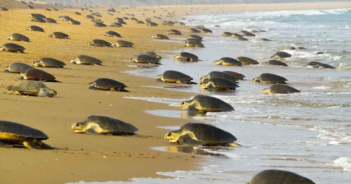 Huge Number of Turtles Found on Odisha Beach