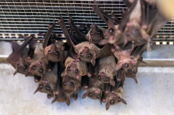 Is Another Pandemic on Horizon? New Corona Virus Discovered in Brazilian Bats