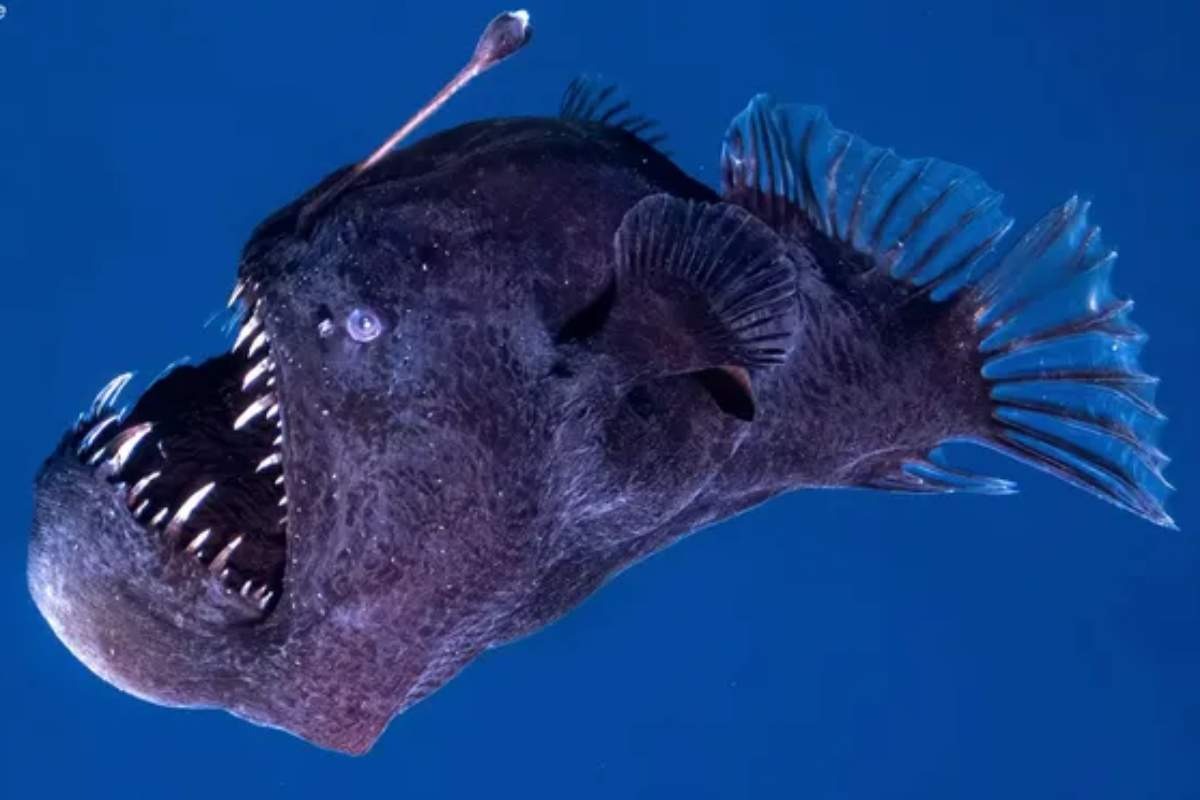 The Horrifying Angler Fish Swimming to the Top