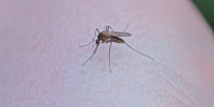 Dengue fever: Use mosquito repellent coils or plug-in devices in commonly used areas of your home, like the living room or bedroom