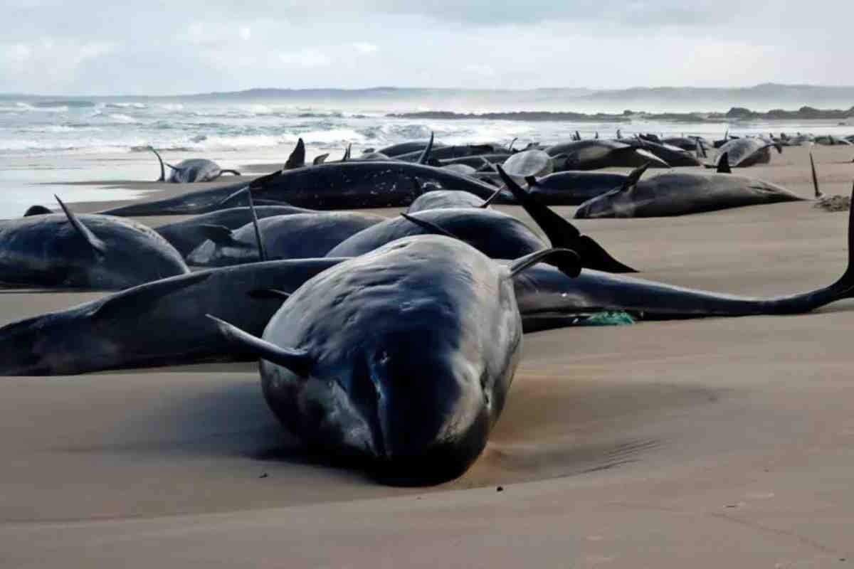 Dolphins Being Found Stranded in Tasmania