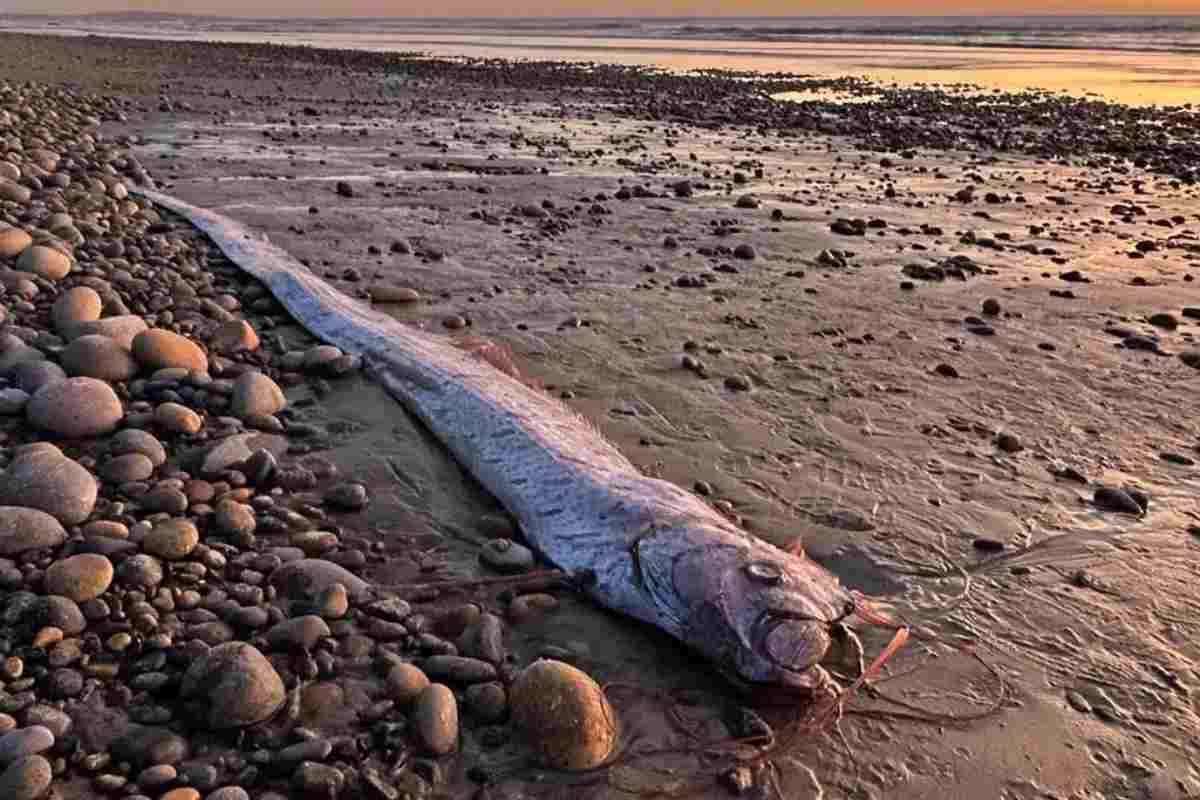 Sighting of Oarfish A.K.A “Dooms Day Fish”