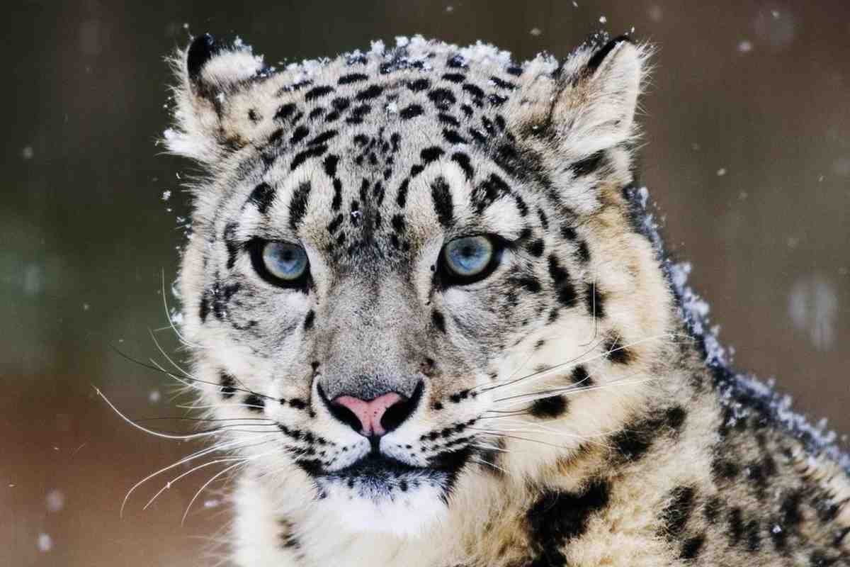 The Endangered Snow Leopard