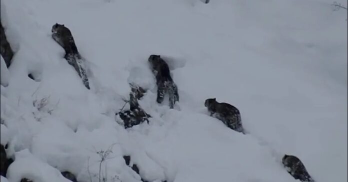 Rare Sighting of Four Snow Leopards in Northern Pakistan Sparks Excitement